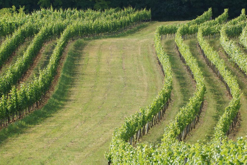 Ferienwohnung Winzerzimmer - Weingut Tinhof Eisenstadt Exterior foto