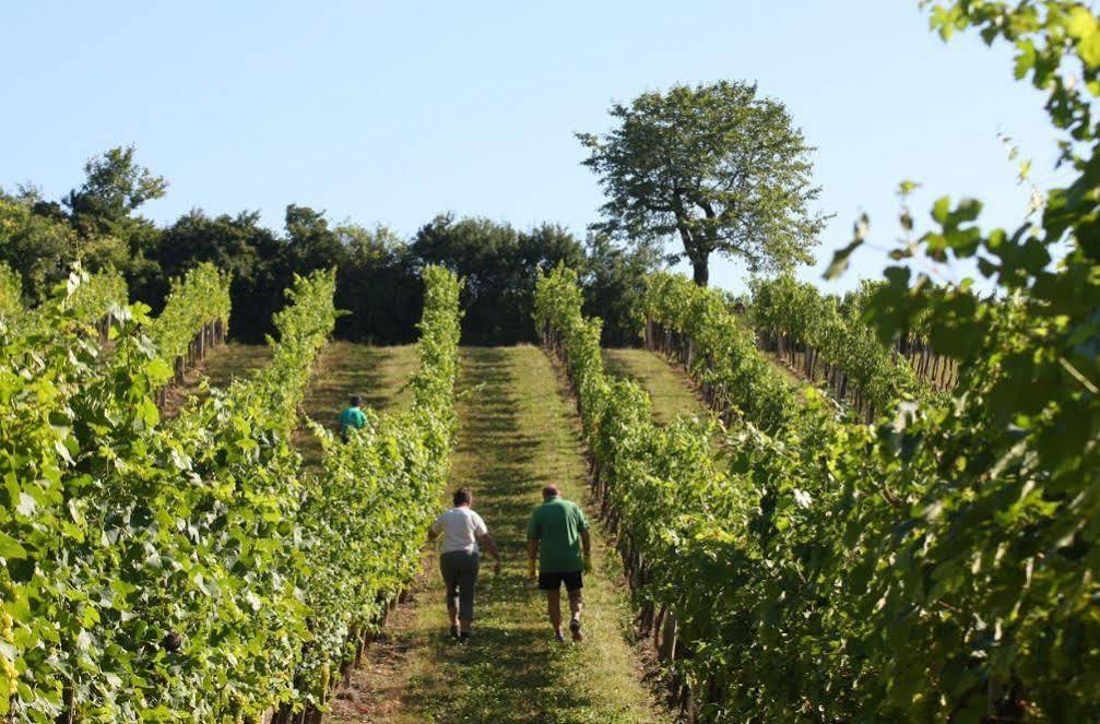 Ferienwohnung Winzerzimmer - Weingut Tinhof Eisenstadt Exterior foto