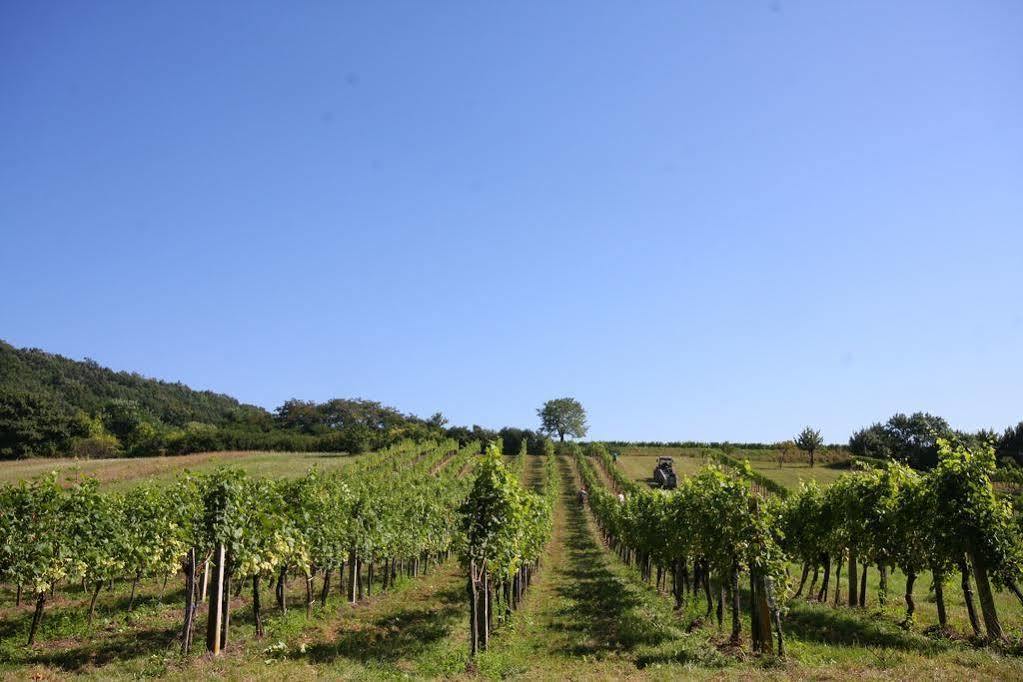 Ferienwohnung Winzerzimmer - Weingut Tinhof Eisenstadt Exterior foto